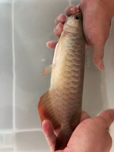 龍魚翻腮手術后如何護理，關于龍魚翻腮手術后護理
