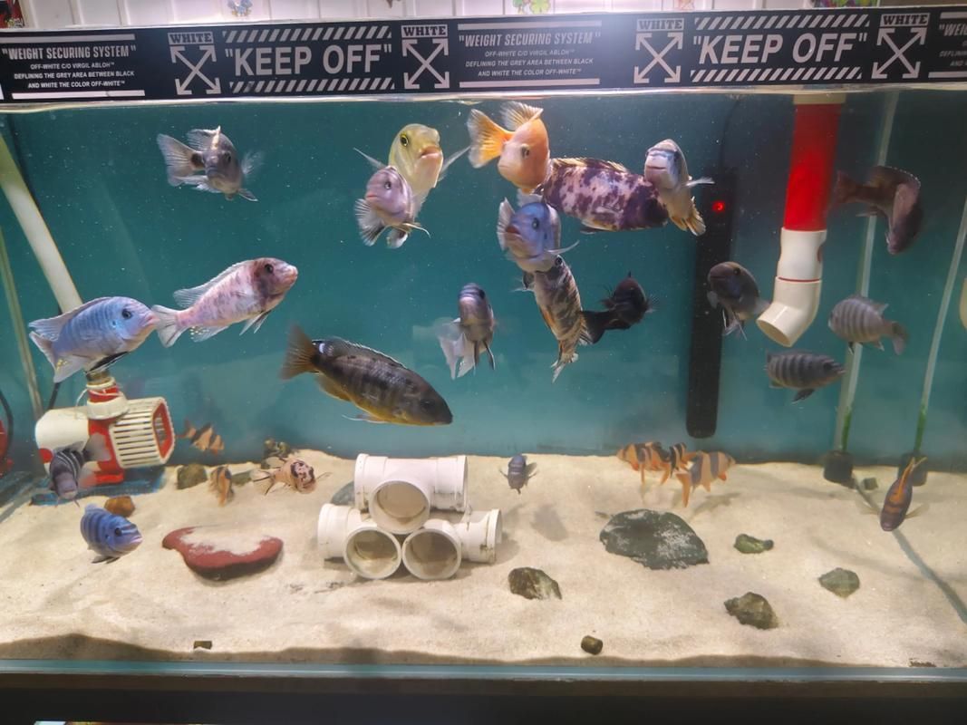 如何判斷三角恐龍魚是否適合混養？，三角恐龍魚（polypterusendlicheri或polypterusendlicheri）
