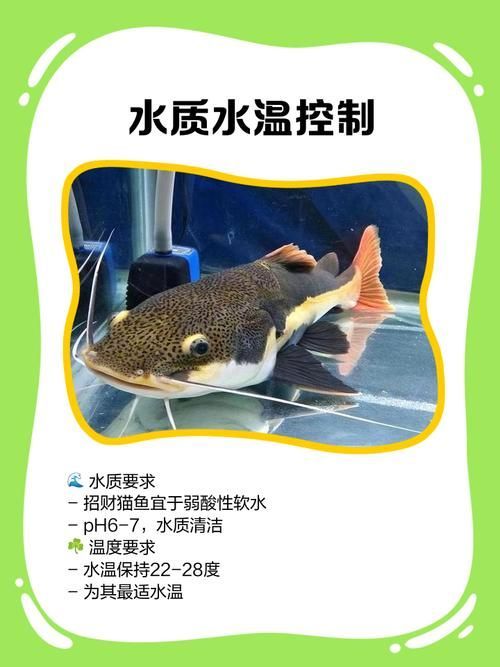 能否提供更多關于招財貓魚混養的圖片