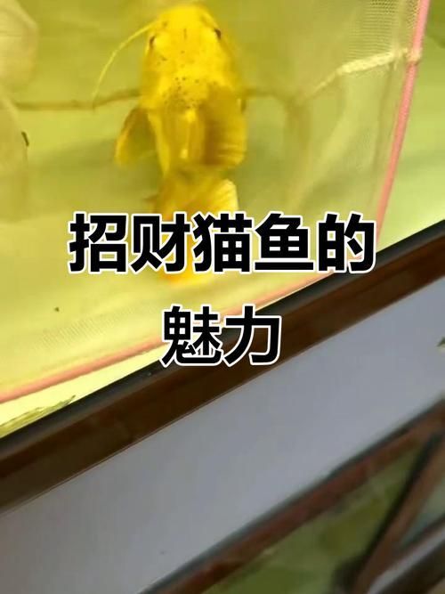 能否提供更多關于招財貓魚混養的圖片