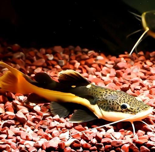 能否提供更多關于招財貓魚混養的圖片