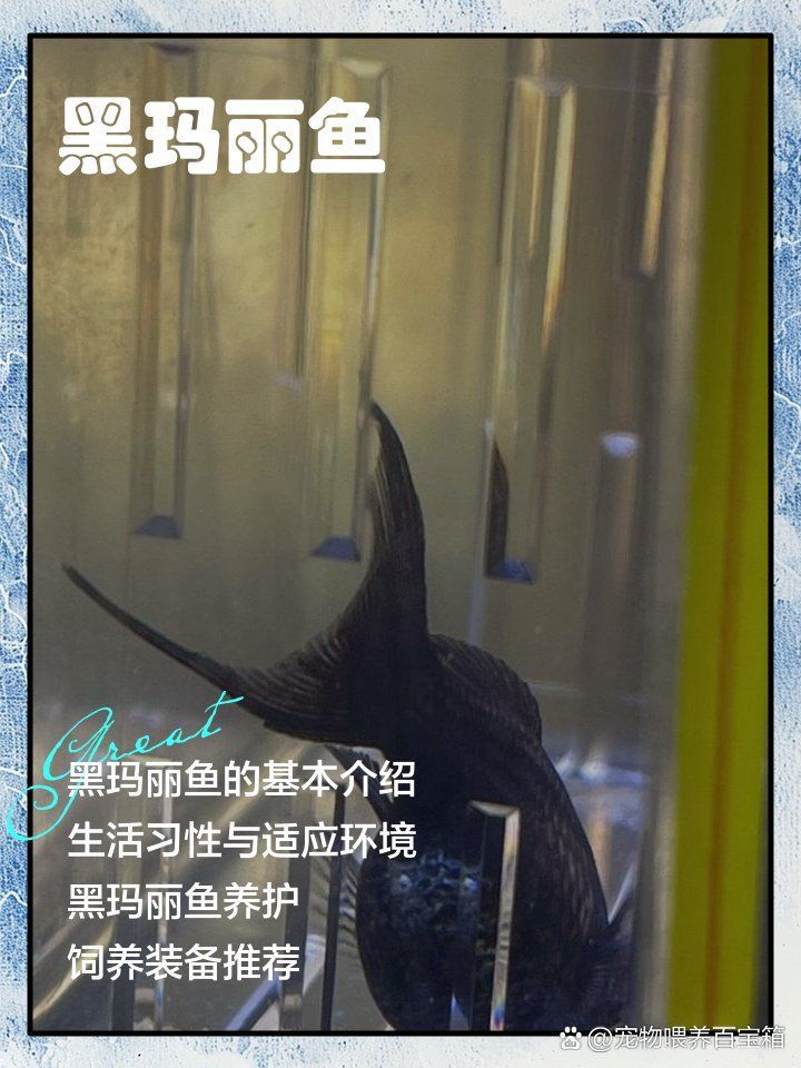 翁源龍魚和黑瑪麗魚哪個更受歡迎