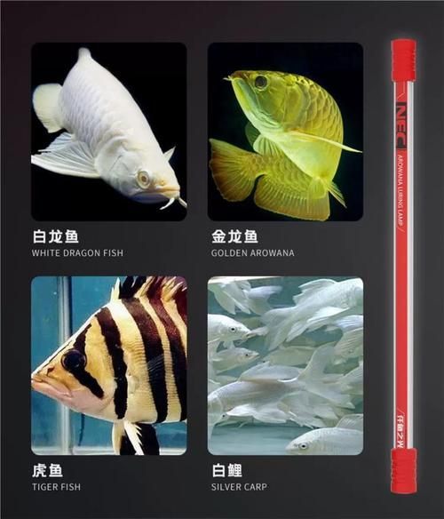 有哪些品牌推薦使用NEC龍魚燈，nec龍魚燈品牌對比清單