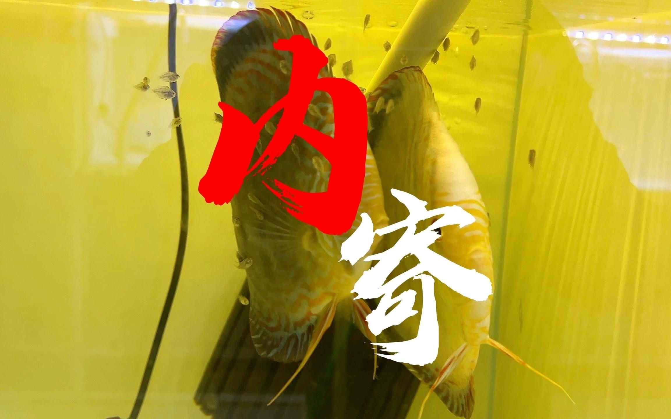 哪些觀賞魚最容易生病，七彩神仙魚觀賞魚的健康狀況與飼養條件密切相關原因