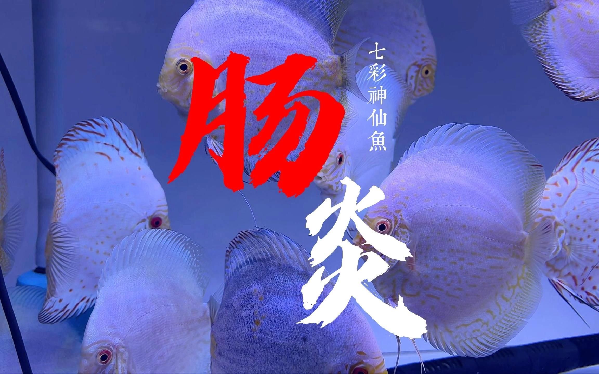 哪些觀賞魚最容易生病，七彩神仙魚觀賞魚的健康狀況與飼養條件密切相關原因