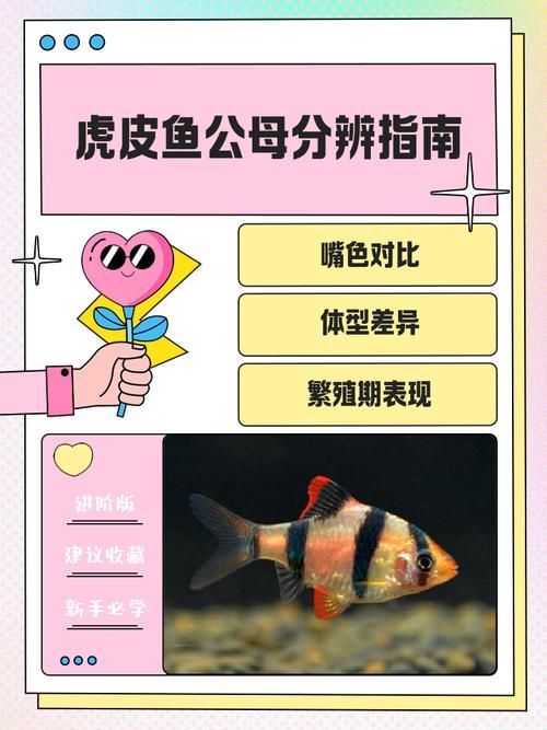 如何區(qū)分虎魚的性別？