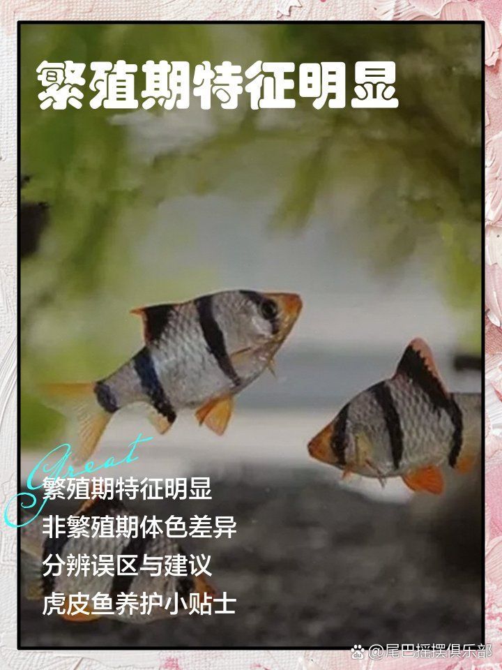 如何區(qū)分虎魚的性別？