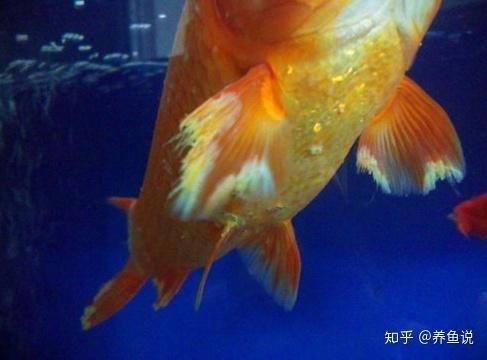能提供魚鰭爛尾的圖片示例嗎