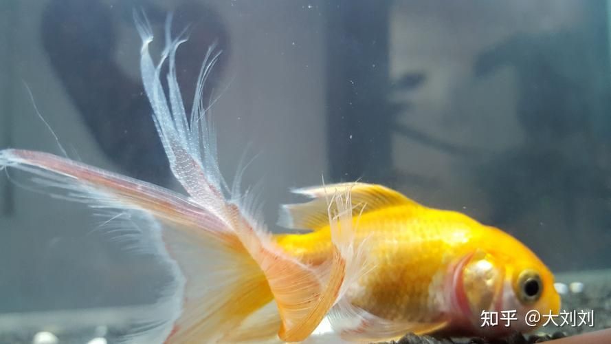 能提供魚鰭爛尾的圖片示例嗎
