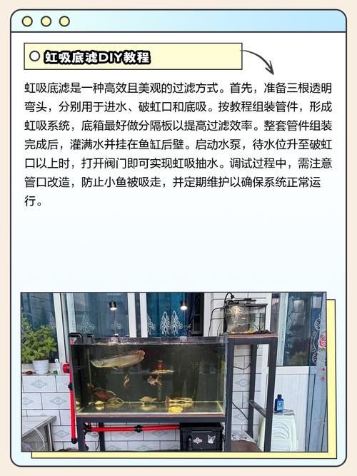 如何選擇合適的紅龍魚飼養設備？，如何選擇紅龍魚飼養設備