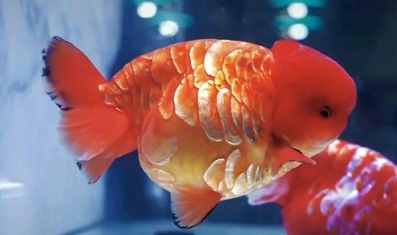 長樂龍魚的市場口碑如何？，“長樂龍魚”的市場口碑