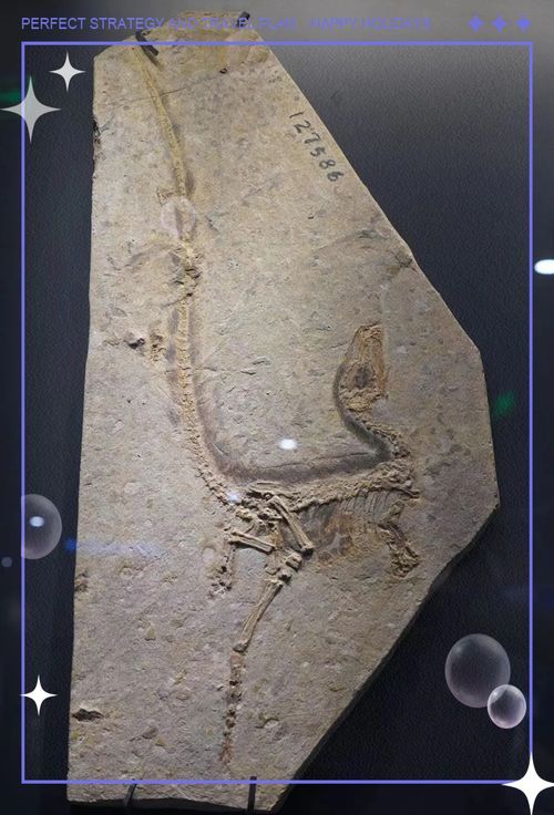 中華龍魚化石的發現過程是怎樣的？，中華龍魚化石發現“中華龍魚”與“中華龍魚”混用