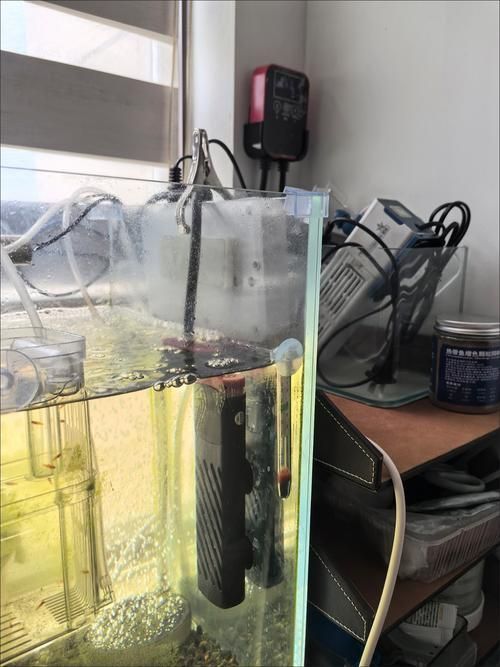 宣城龍魚養殖有哪些技術難點，宣城龍魚養殖技術