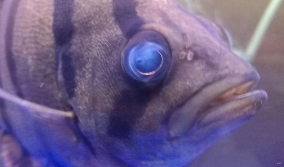 如何判斷魚蒙眼病是否嚴重，arxiv論文助手判斷魚蒙眼病是否嚴重程度調用工具