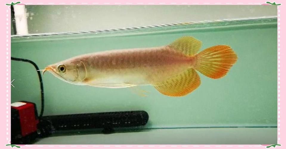 能否提供紅龍魚發色的詳細圖片，如何判斷紅龍魚是否發色