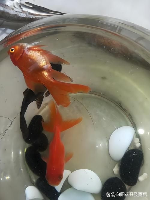 如何判斷金龍魚是否患有魚鰾失調癥？，如何判斷金龍魚患魚鰾失調癥