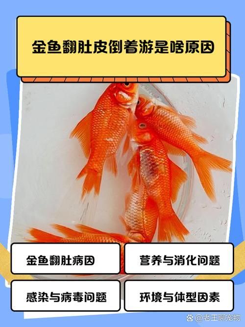 如何判斷金龍魚是否患有魚鰾失調癥？，如何判斷金龍魚患魚鰾失調癥