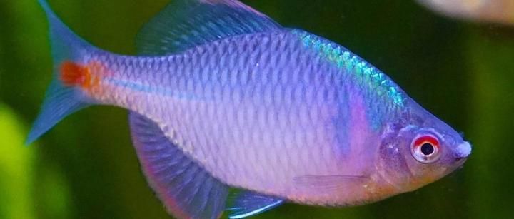 如何區分龍魚嘴角的肉疙瘩是哪一種病？，如何區分龍魚嘴角的肉疙瘩