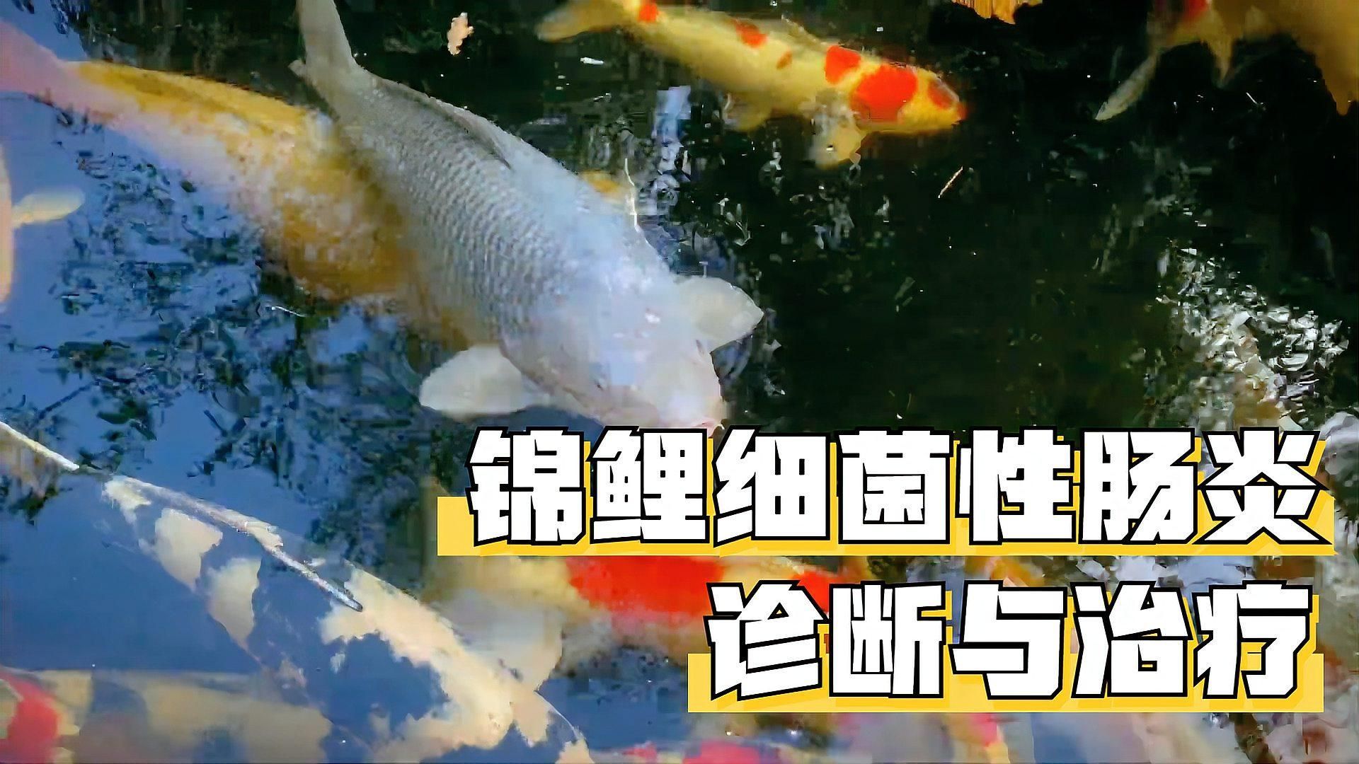 如何判斷魚是否患有細菌性腸炎，細菌性腸炎是否患有細菌性腸炎，如何判斷魚是否患有細菌性腸炎