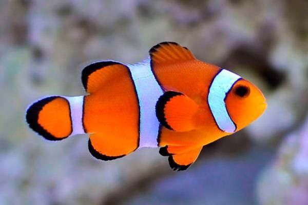 眼斑魚(yú)有哪些品種？，眼斑魚(yú)是什么魚(yú)？