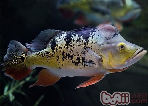 眼斑魚(yú)有哪些品種？，眼斑魚(yú)是什么魚(yú)？