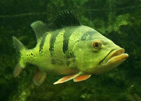 眼斑魚(yú)有哪些品種？，眼斑魚(yú)是什么魚(yú)？