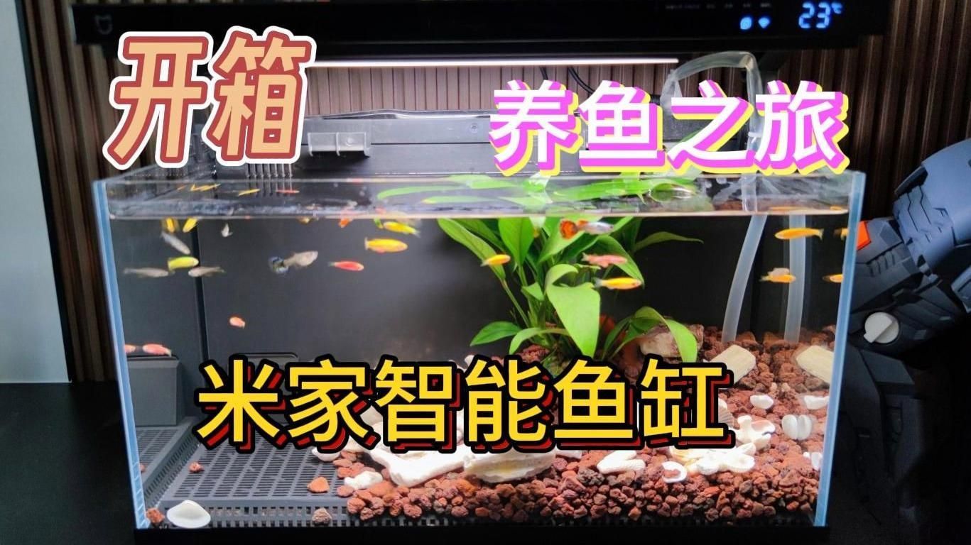 2025年魚缸市場趨勢，2025年魚缸市場規模趨勢（2025年魚缸市場趨勢思考）