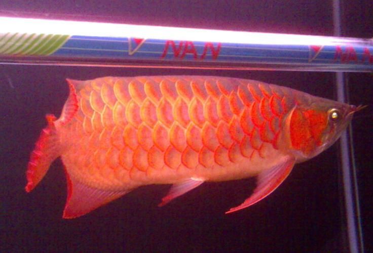 紅龍魚厭食如何刺激進食？，紅龍魚厭食如何刺激進食，用戶要求1000字說明和配圖