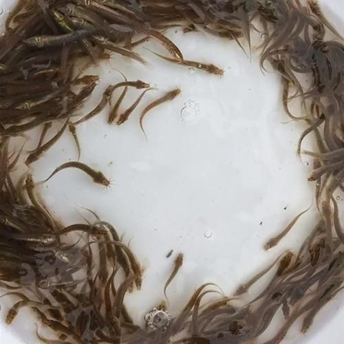 有沒有適合龍魚的活餌推薦，適合龍魚的活餌推薦