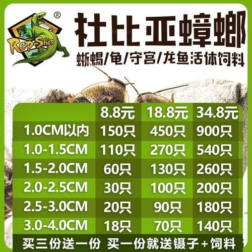 有沒有適合龍魚的活餌推薦，適合龍魚的活餌推薦