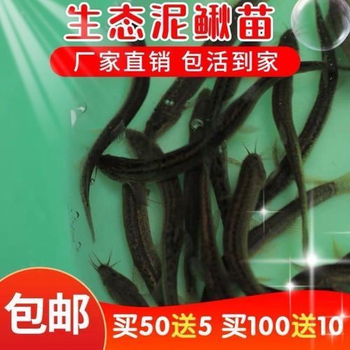有沒有適合龍魚的活餌推薦，適合龍魚的活餌推薦