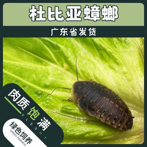 有沒有適合龍魚的活餌推薦，適合龍魚的活餌推薦