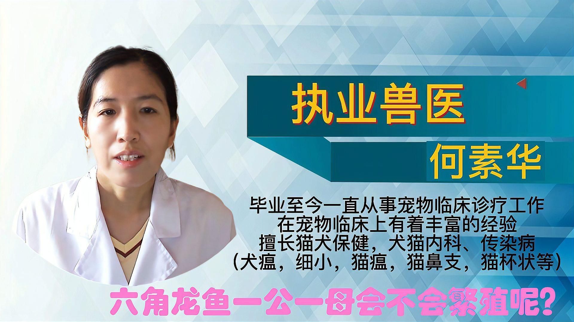 六角龍魚繁殖季節(jié)是什么時(shí)候，六角龍魚的繁殖季節(jié)是什么時(shí)候六角龍魚的繁殖季節(jié)是什么時(shí)候