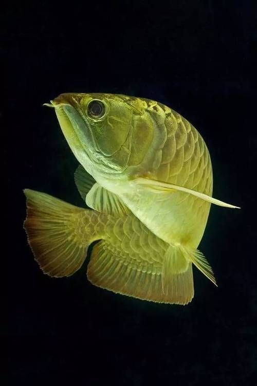 能推薦一些高清的龍魚壁紙嗎？，有哪些好看的龍魚壁紙推薦？