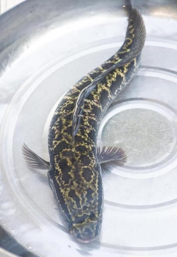 最好的龍魚品種有哪些特點(diǎn)？，最好的龍魚品種有哪些