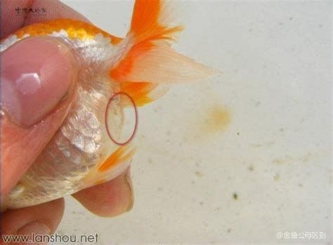 金魚身上潰爛能自愈嗎，金魚身上潰爛能自愈嗎金魚身上潰爛能自愈嗎