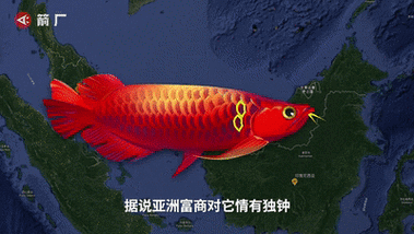 能推薦一些龍魚的動態壁紙嗎？，多款高質量龍魚動態壁紙推薦涵蓋不同風格與使用場景