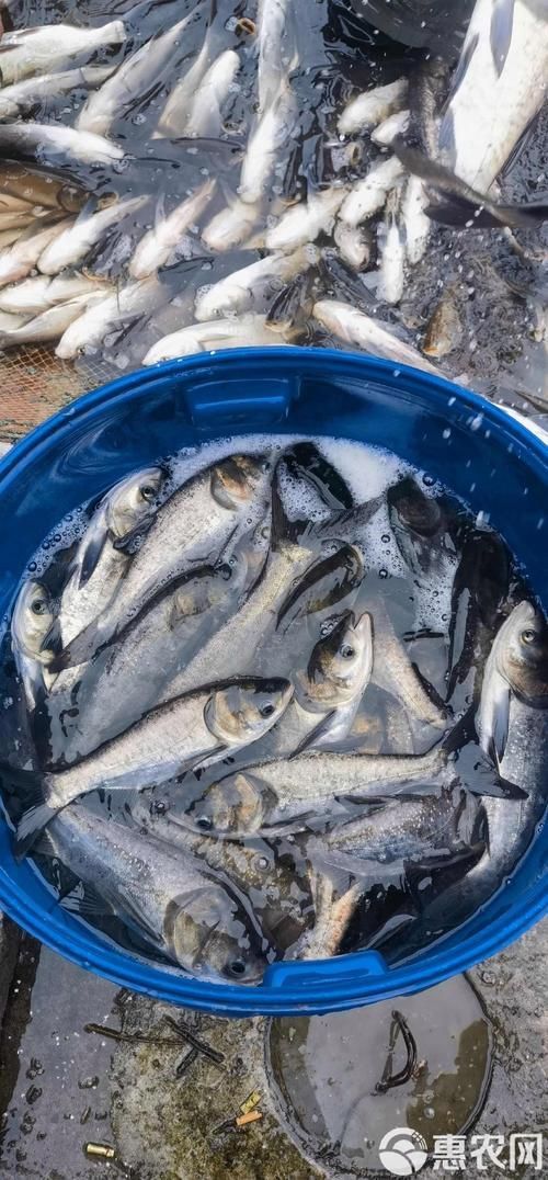 泰龐海鰱魚的價格是多少？，泰龐海鰱魚價格在每公斤10-30美元之間