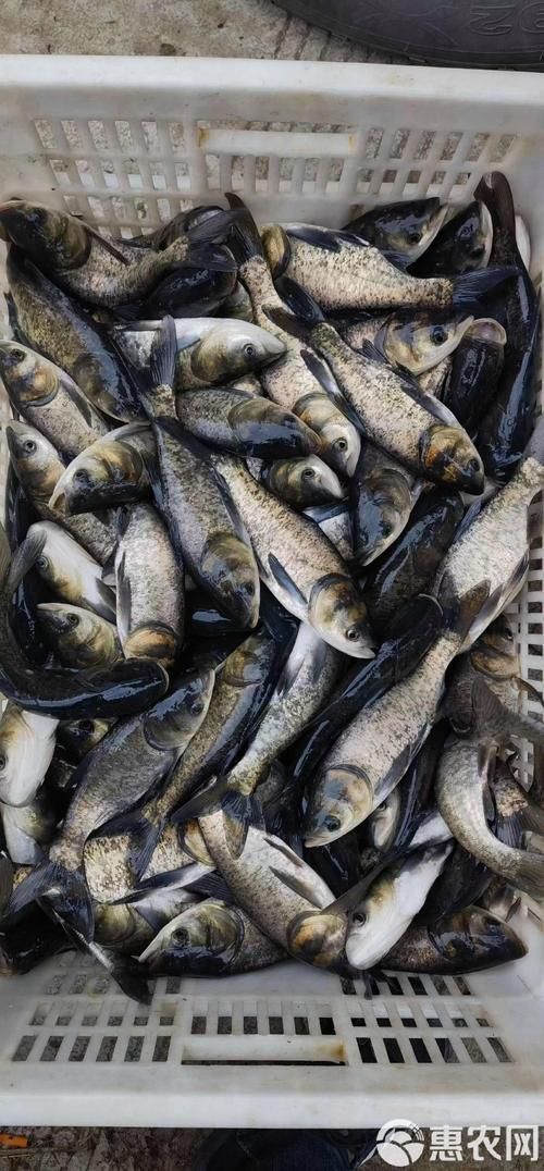 泰龐海鰱魚的價格是多少？，泰龐海鰱魚價格在每公斤10-30美元之間
