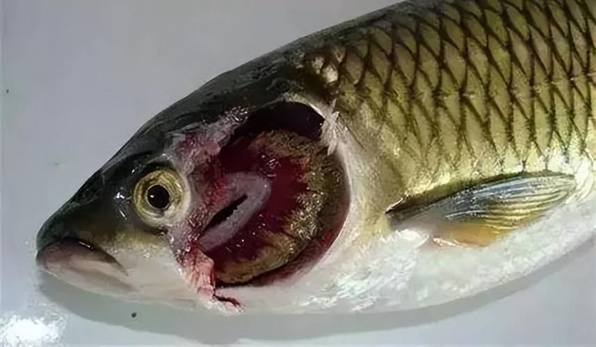 龍魚寄生蟲多久會(huì)死，龍魚寄生蟲多久會(huì)死，龍魚寄生蟲多久會(huì)死亡時(shí)間與配圖