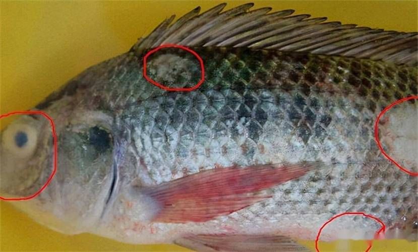 龍魚寄生蟲多久會(huì)死，龍魚寄生蟲多久會(huì)死，龍魚寄生蟲多久會(huì)死亡時(shí)間與配圖