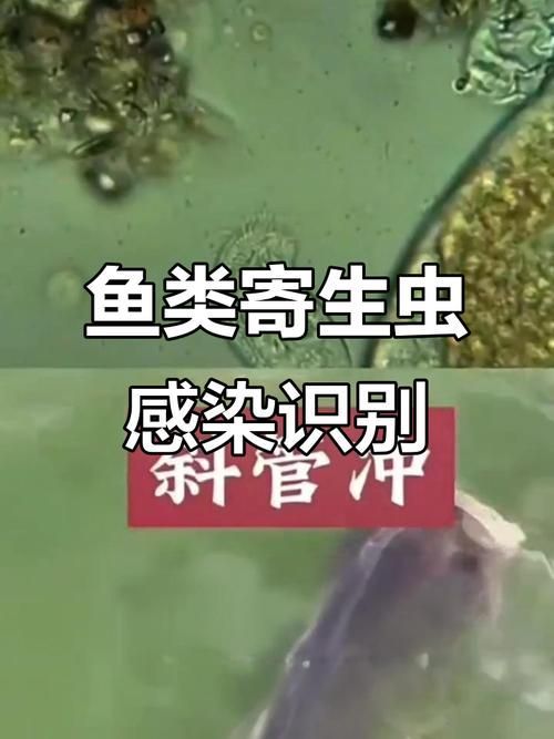 龍魚寄生蟲多久會(huì)死，龍魚寄生蟲多久會(huì)死，龍魚寄生蟲多久會(huì)死亡時(shí)間與配圖