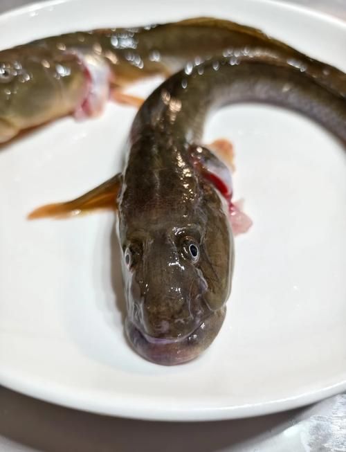 哪些指標說明小龍魚不新鮮