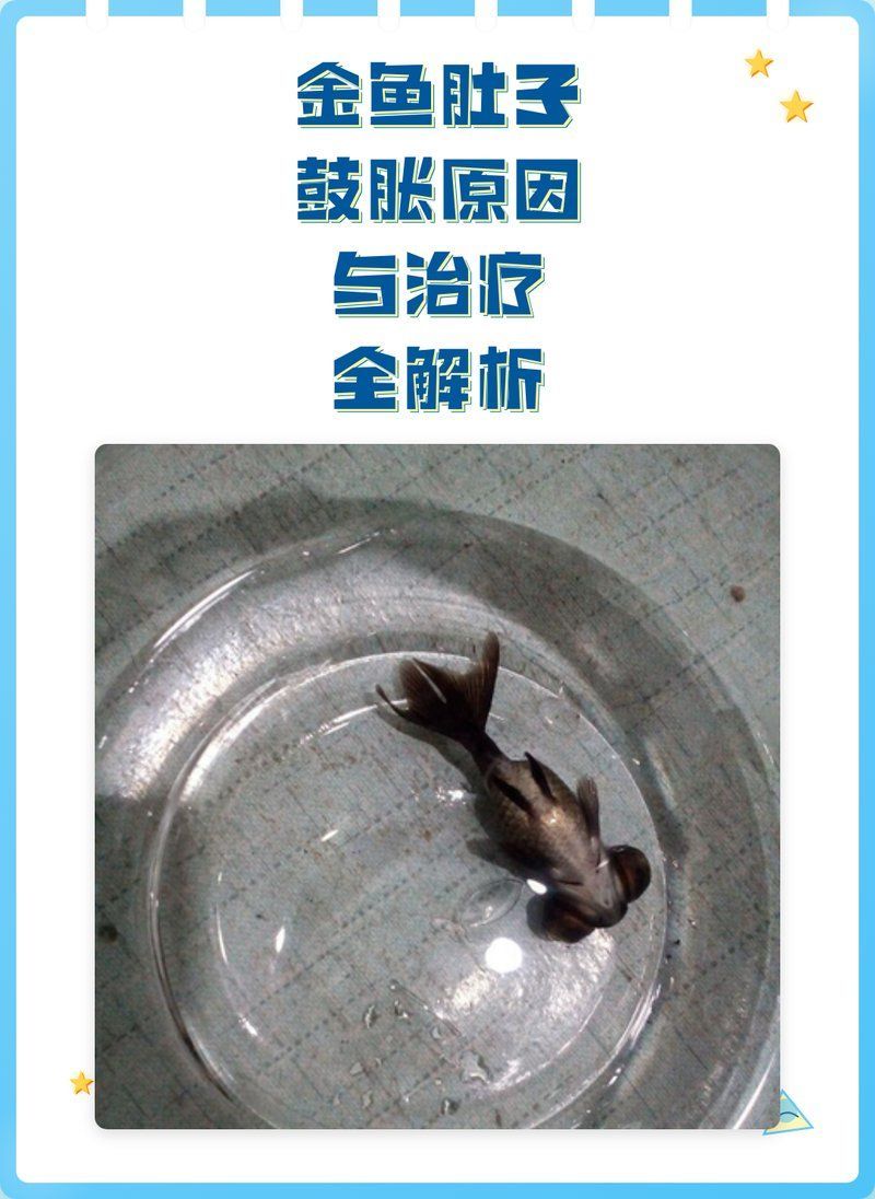 金魚肚子大會自愈嗎，小魚兒天地，金魚肚子鼓脹原因與治療全解析
