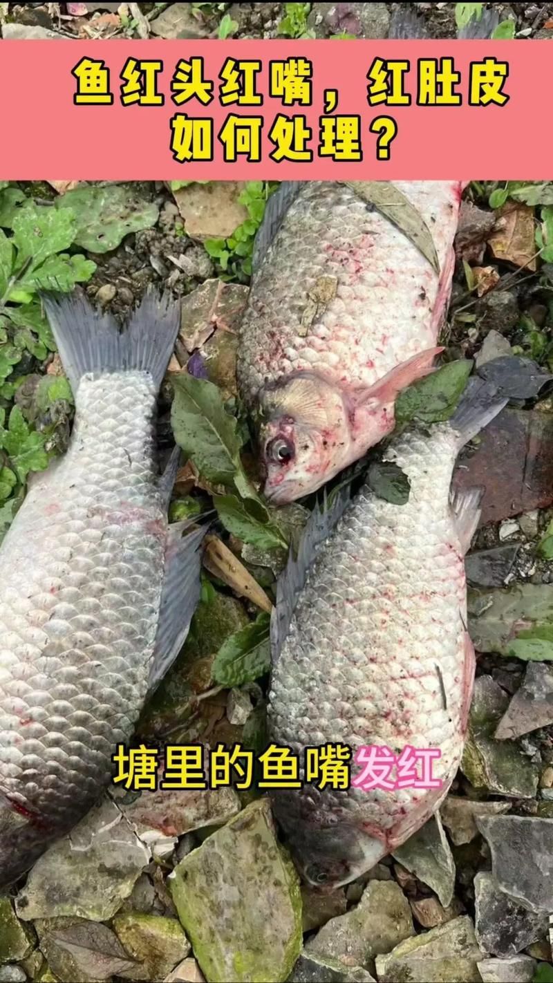 如何判斷魚炸鱗病是否好轉(zhuǎn)