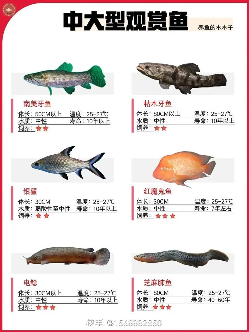 龍魚知識(shí)講座通常包括哪些內(nèi)容？，龍魚知識(shí)講座