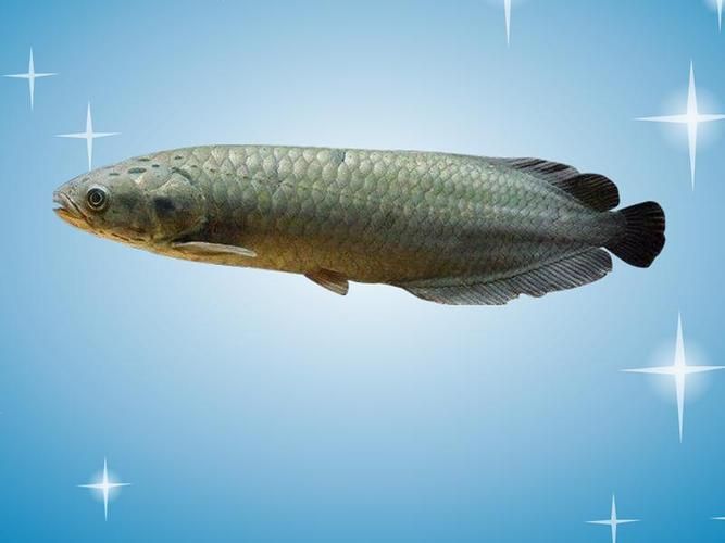 有哪些龍魚品種？，亞洲龍魚中哪個品種最名貴，亞洲龍魚品種對照表