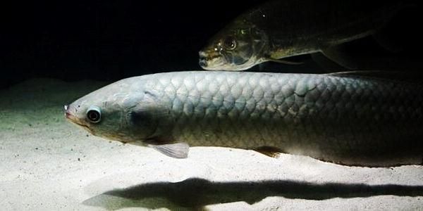 有哪些龍魚品種？，亞洲龍魚中哪個品種最名貴，亞洲龍魚品種對照表