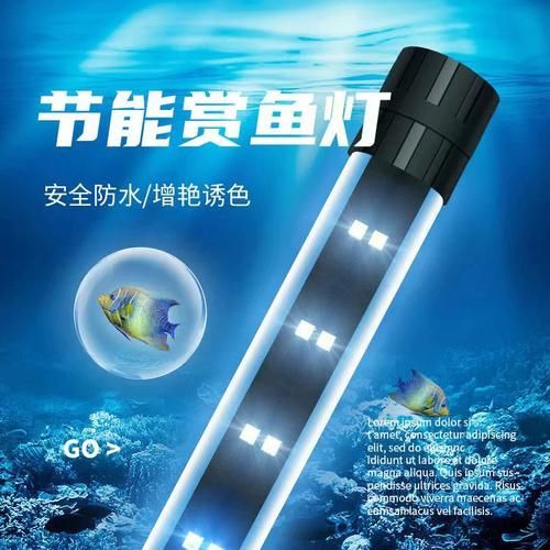 如何降低龍魚的飼養(yǎng)成本？，如何降低龍魚的飼養(yǎng)成本