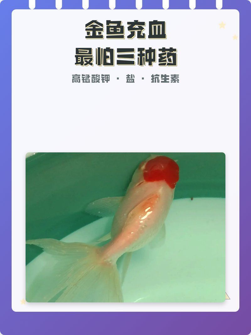 哪些藥物可以治療魚體充血，治療魚體充血的藥物